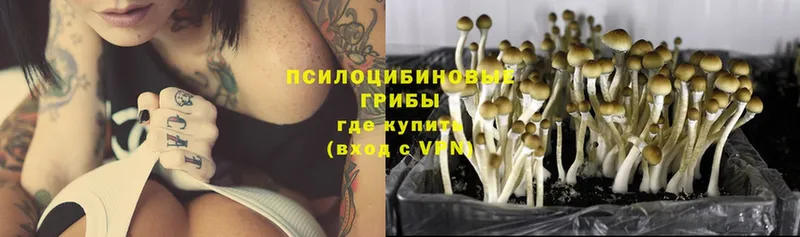 Галлюциногенные грибы Magic Shrooms  даркнет сайт  Кириллов 